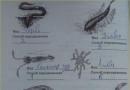 Лабораторный практикум по зоологии (7 класс) Органы пищеварения дождевого червя